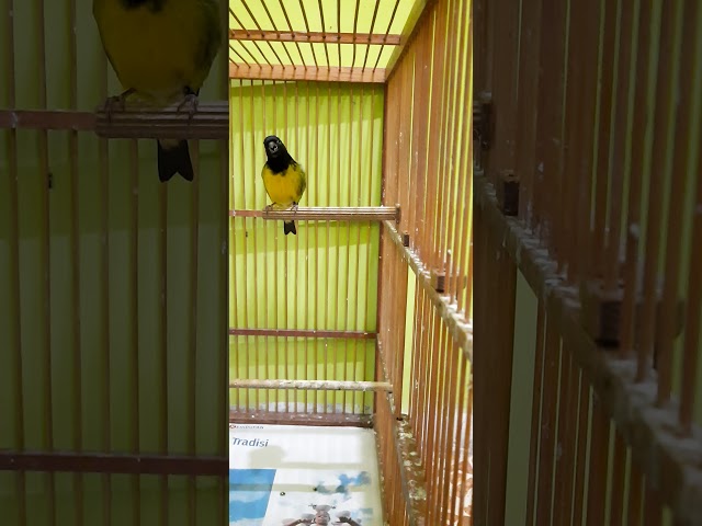 Yellow Beliied Siskin Gacor Ngerol Nembak #ybs #gacor https://www.facebook.com/cecep.saepuloh.980 class=