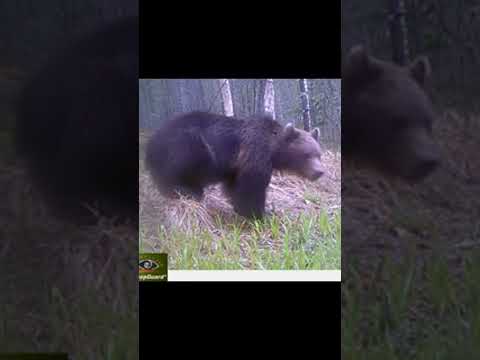 Trail camera in the woods: Big bear