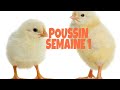 L&#39;évolution des poussins