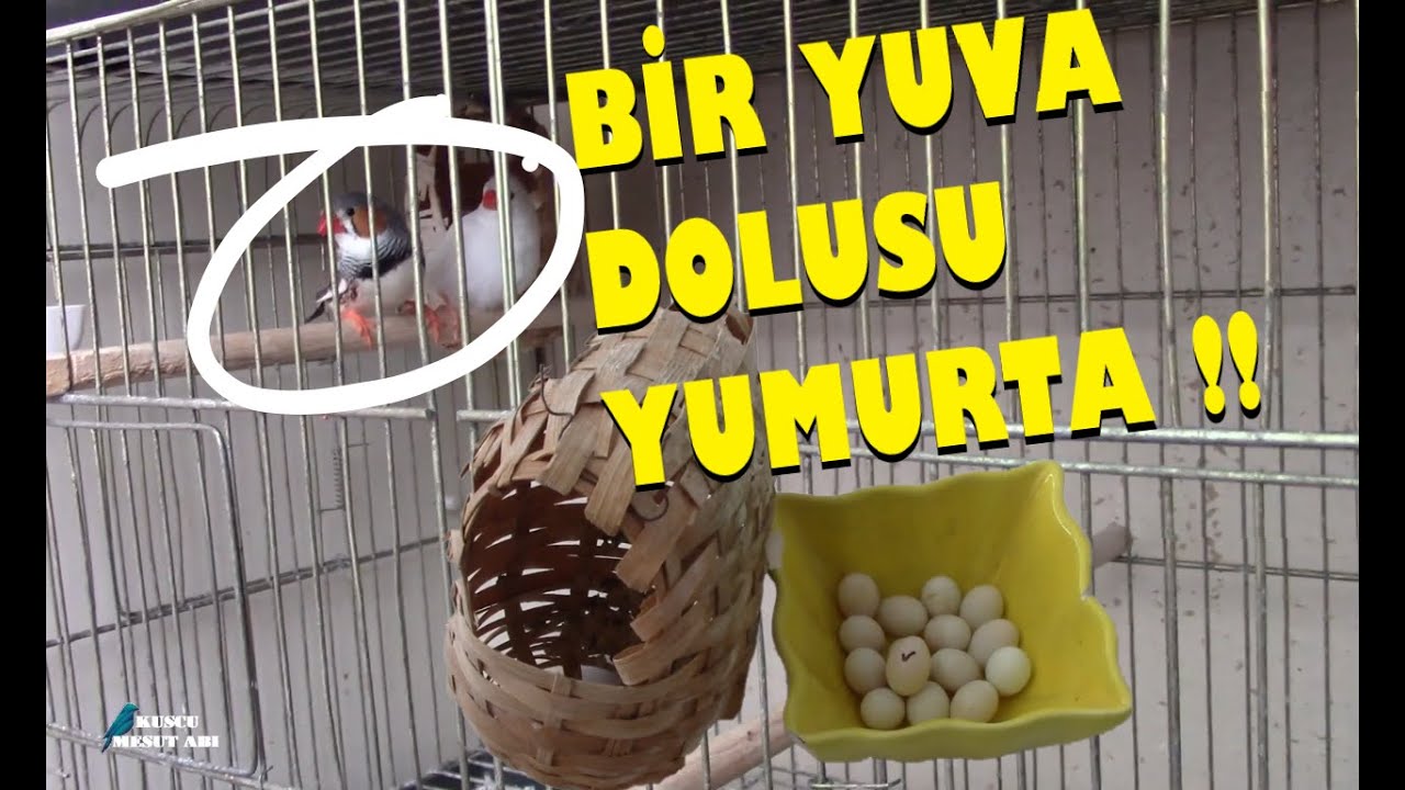 Hint Bülbüllerim | Bir Yuva Dolusu Yumurta Yaptılar Ama Yavru YOK !
