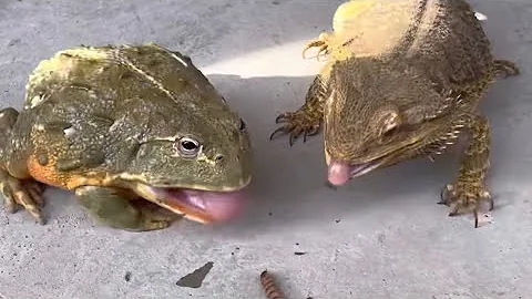 カエル捕食