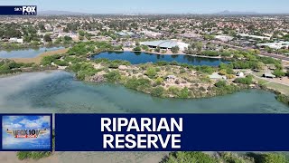 Riparian preserve in Gilbert | #Drone Zone