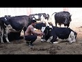 Magic dairy farm visit by lokesh rajput  mr universe fitness 2018 