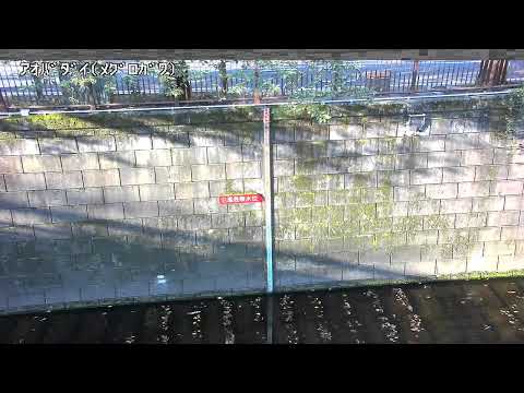 Meguro River Aobadai Water Level live cam preview