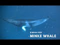 Minke whales | Ribbon reef | Great Barrier Reef | Australia