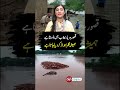 #kasur #flood #rain #floodalert #viralvideo #shorts #shortsviral #aikdigital