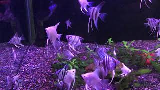 ドゥメリリ エンゼルフィッシュの飼育方法 混泳 寿命 繁殖 水草 餌 遥かなる蒼