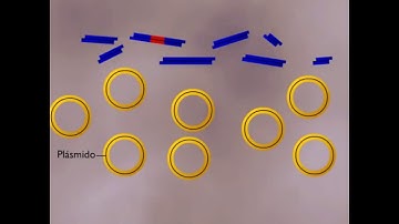 Pasos en la clonación de un gen