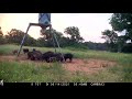 Texas feral hogs  game cam part 1