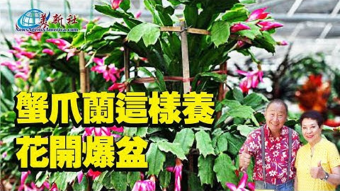 蟹爪兰这样种，花开爆棚 - 天天要闻