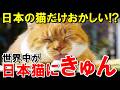 世界が驚く日本の猫だけが持つ特徴がこちら【海外の反応】