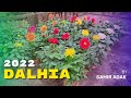 Dalhia    by samir adak  india  2022