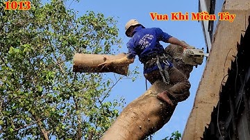 Cây Phượng nằm ở vị trí khó . Vua Khỉ đã cưa hạ gốc ra sao ? (2/2) Cutting tree flower flamboyant .
