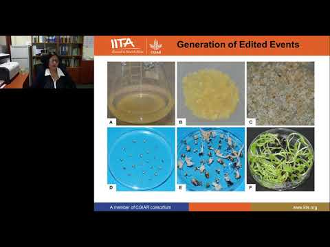 application-of-genome-editing-for-improving-banana-with-disease-resistance