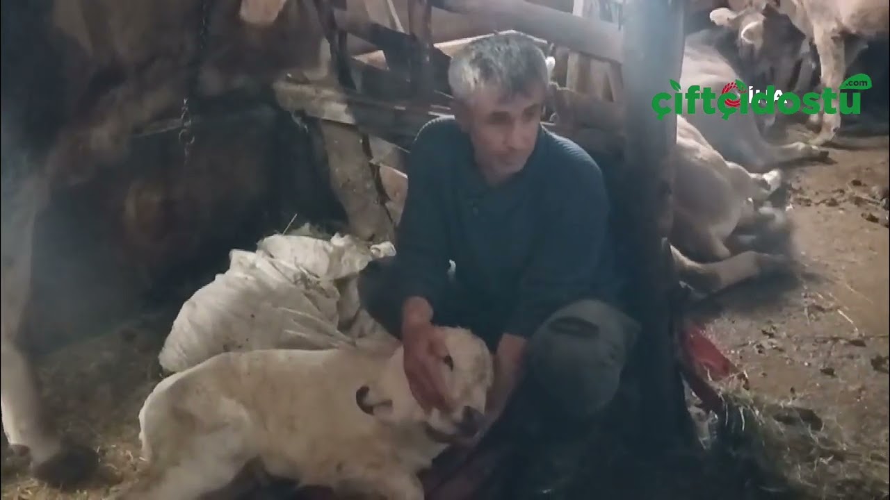 Erzurum'da çift başlı buzağı doğdu