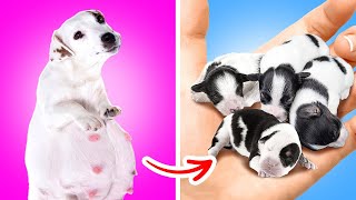¡He encontrado una perra embarazada! Los mejores trucos para dueños de mascotas