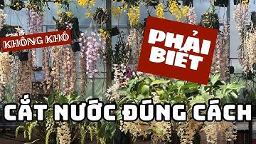 CẮT NƯỚC CHO LAN ĐÚNG CÁCH – Việc nhỏ nhưng không thể làm sai!
