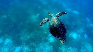 Tortue Île sainte Guadeloupe 2024