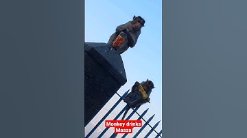 Monkey Drinks Maaza#monkey #reels #shorts#viral #funny #trending#ytshorts