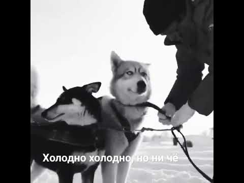 ездовой спорт на