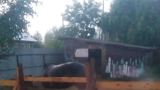 Замочило Сено Русский фермер.