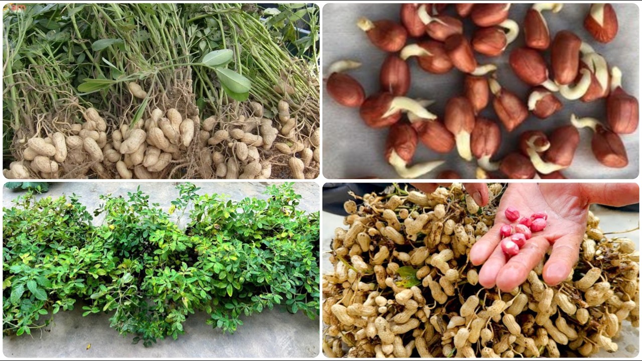  زراعة  الفول السوداني 🌱✨🥜 في المنزل 🏡 🥰 بخطوات بسيطة #زراعة_الاسطح  