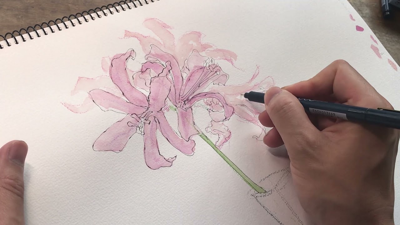 イラストメイキング動画 10月5日の花 ネリネ ダイアモンドリリー Youtube イラストメイキング動画 10月5日の花 ネリネ ダイアモンドリリー Youtube