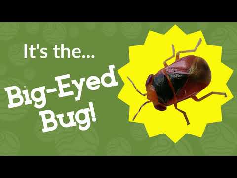 Videó: Big Eyed Bugs in Gardens – Információk a nagy szemű poloskák életciklusáról