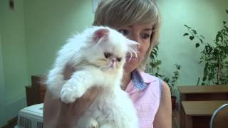 Персидский котенок Алекс Фанни-Кэт Персидский котенок Алекс Фанни-Кэт