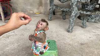 赤ちゃん猿は飼い主のために物を拾うことを学んでいます