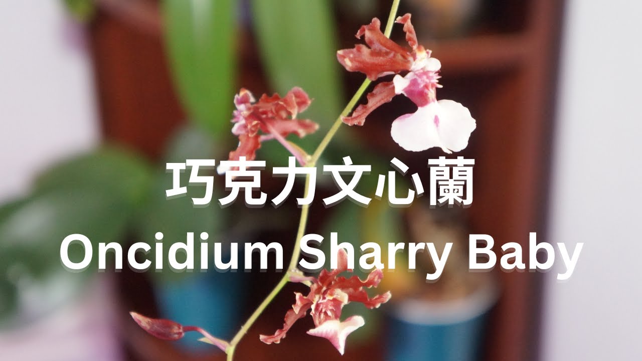 [CC/字幕] 好養也不好養，不換盆就不開花!! | Oncidium Sharry Baby | 蘭花種植