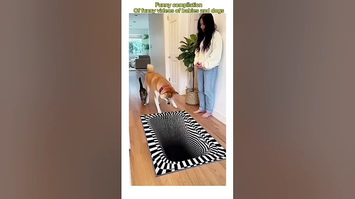 Video 11853781: laugh funny cats compilation, hilarious funny compilation cats, cats compilation funny baby, best funny cats compilation