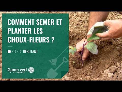 Vidéo: Guide de plantation de chou-fleur - Comment faire pousser du chou-fleur à partir de graines