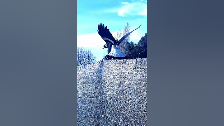 Magpies Skipping on a Fence and Flying#birds #nature #wildlife #native #shorts #viral #trending