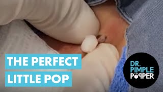 THE PERFECT LITTLE POP