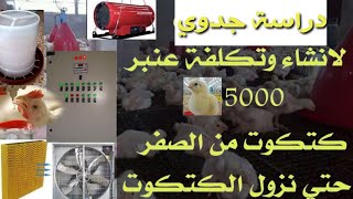 دراسة جدوي لانشاء عنبر 5000كتكوت ابيض تسمين تكلفه/معدات/عوامل النجاح