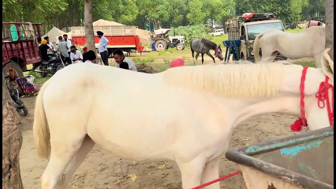 Horses मेला 2025