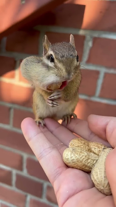 The cute chipmunk is eating peanuts