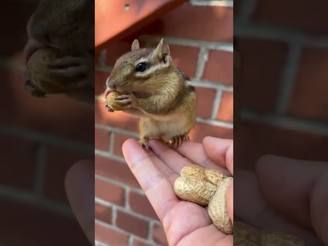 The cute chipmunk is eating peanuts class=