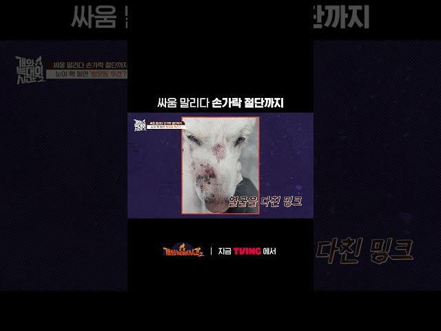 완전 절단으로 손가락 괴사 판정????ㅣTVINGㅣ#개와늑대의시간2