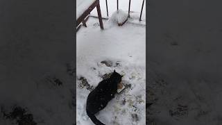 Пошёл снег,ожидаются сильные морозы.Кормила кота Феликса.(Раннее не опубликованное видео)#top #cats.