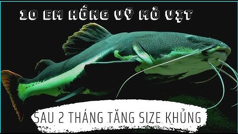 Briannguyen | Hồng vỹ mỏ vịt sau 2 tháng nuôi to vãi đái |  Phractocephalus hemioliopterus,