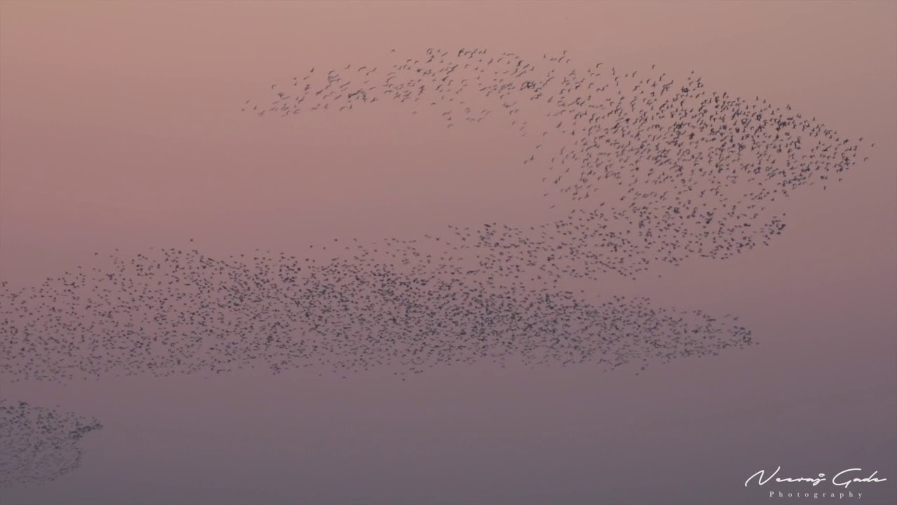 Rosy Starling Flock