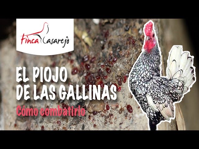 Cómo eliminar el ácaro rojo de las gallinas, Nexles