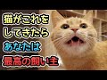【猫好き必見】猫が最高だと思う飼い主に見せる6つの行動|「最高」の条件は○○!?