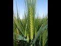 مراحل زراعة القمح والشعير بالرشاشات المحورية بالصور  wheat and barley Pivot