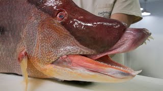 The Weight of this Massive Hogfish will BLOW YOUR MIND! screenshot 5