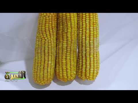 هاي تك الدولية تطرح اقوى أصناف تقاوى الذرة والبذور بجودة وإنتاج عالى