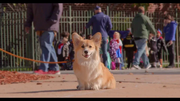Maxine the Fluffy Corgi