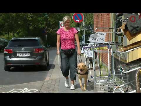 Video: Sådan Rejser Du En Førerhund